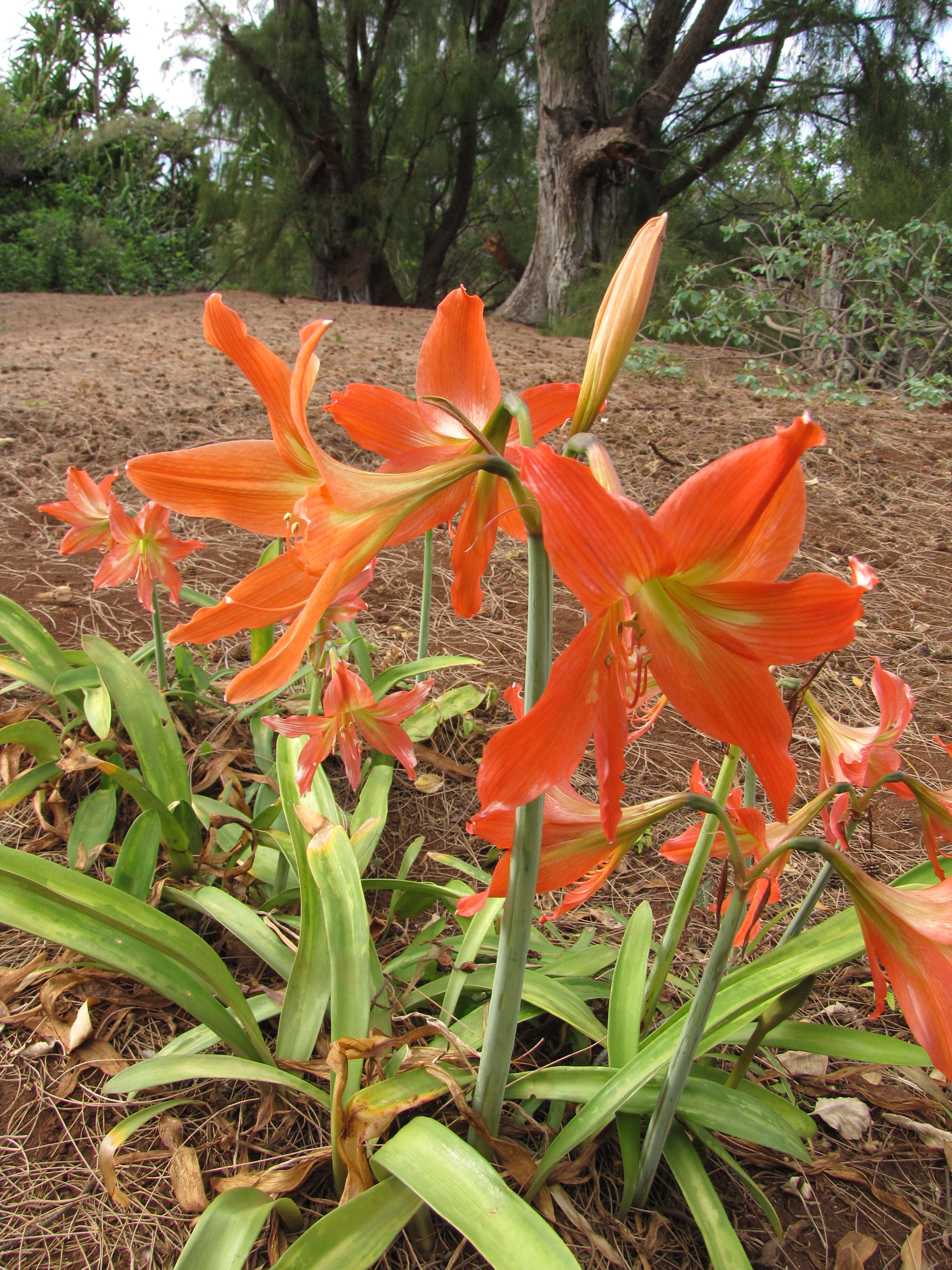 Image of striped Barbados lily