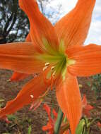 Image of striped Barbados lily