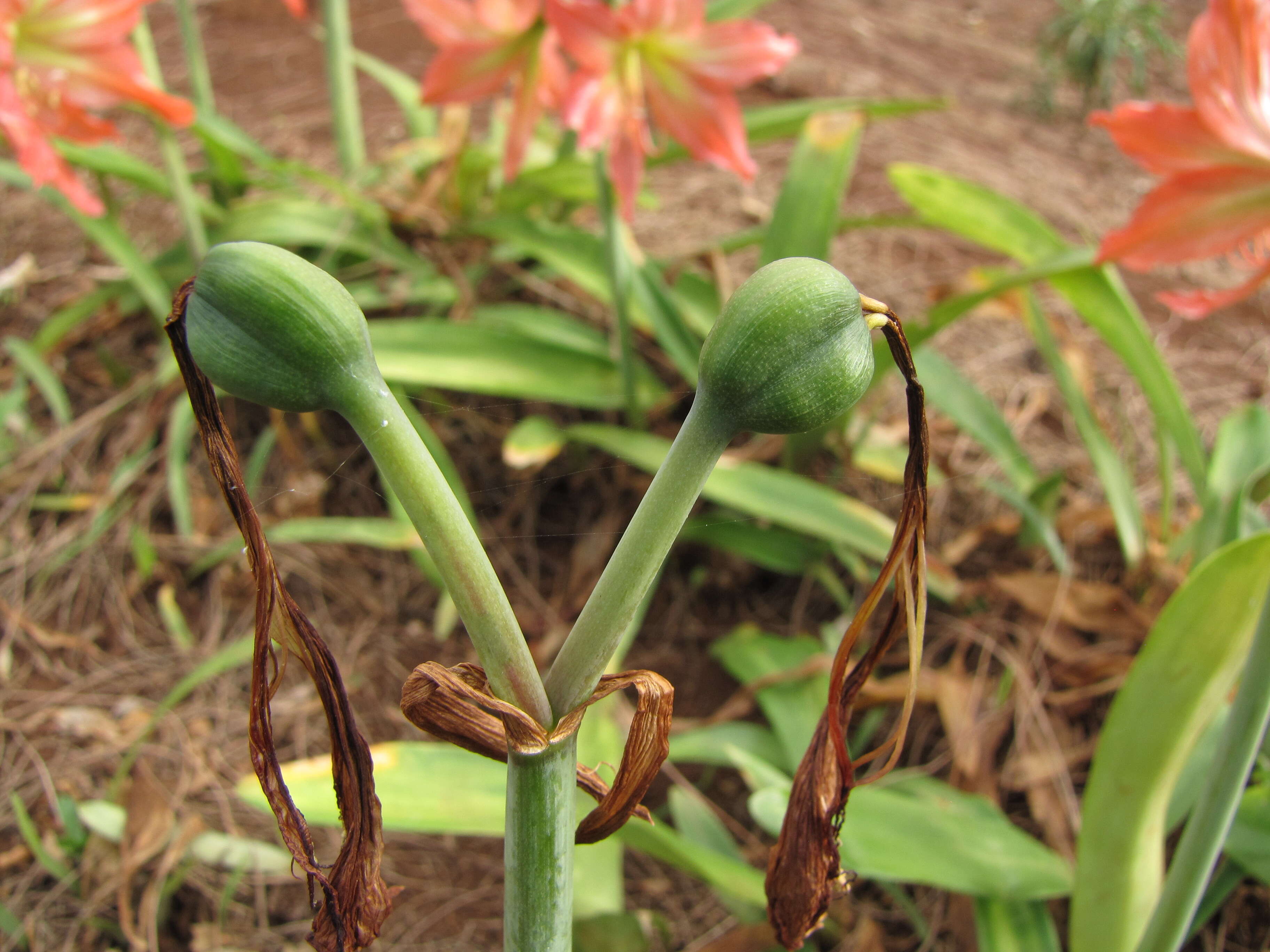 Image of striped Barbados lily