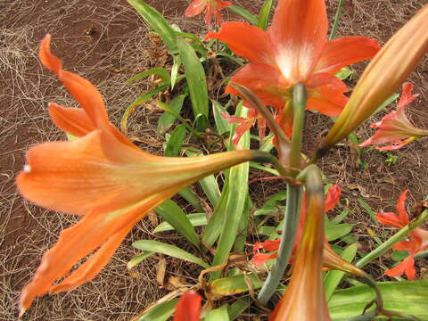 Image of striped Barbados lily