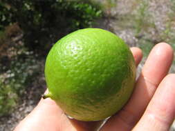 Image of Persian lime