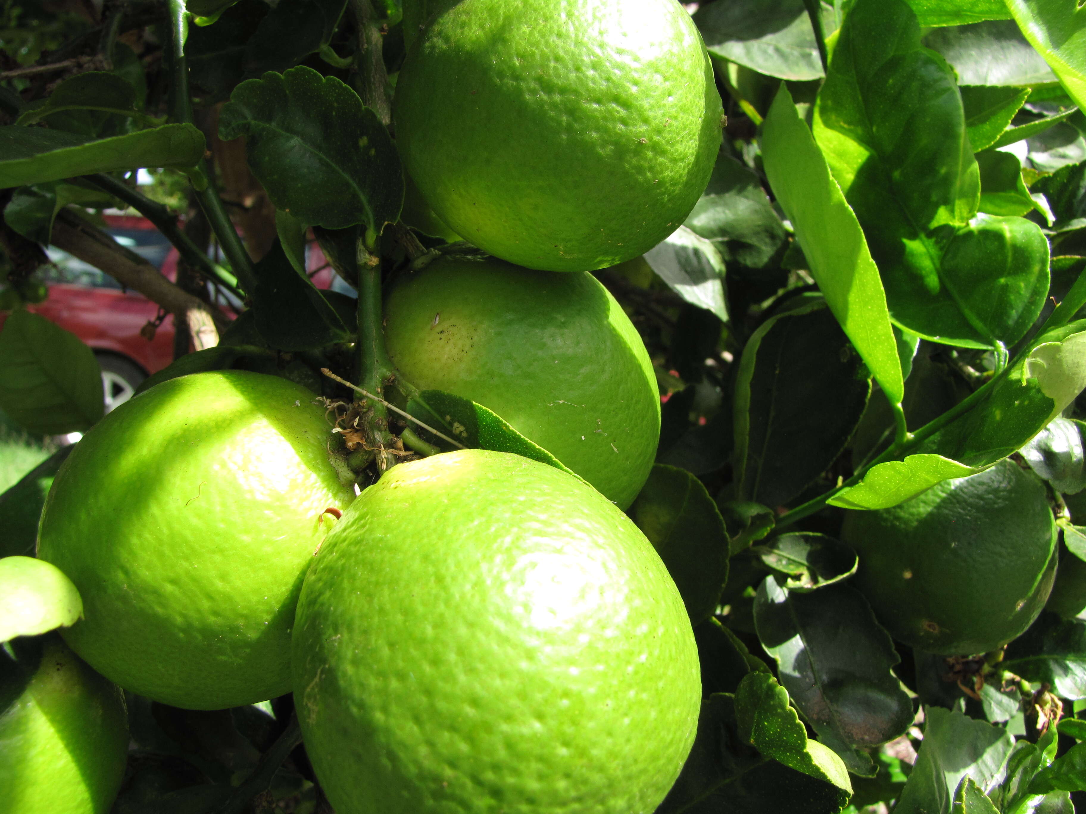 صورة Citrus latifolia (Tanaka ex Yu. Tanaka) Tanaka