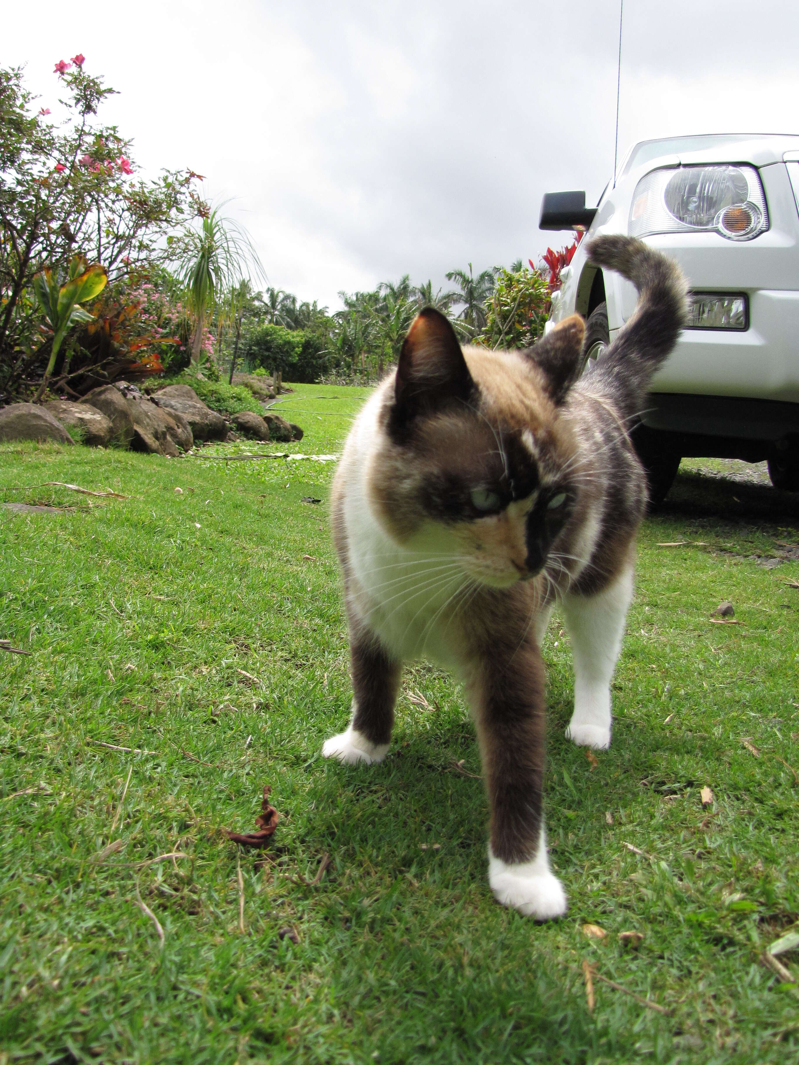 Image of Seashore paspalum