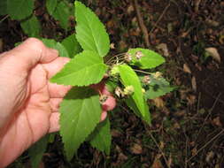 Image of common wireweed