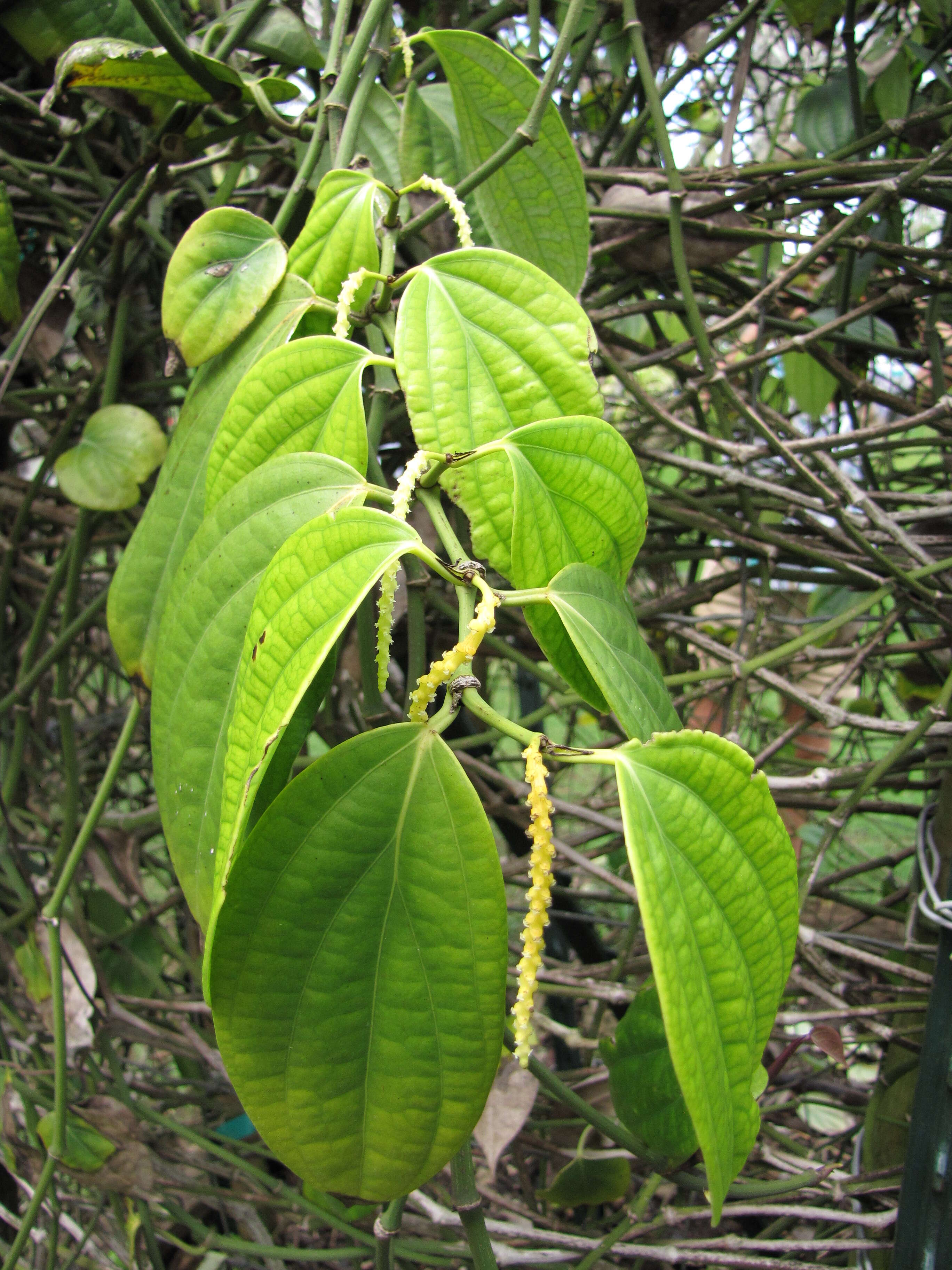 Image of black pepper