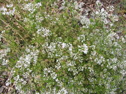 Image of coriander