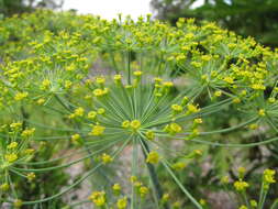 Image of dill