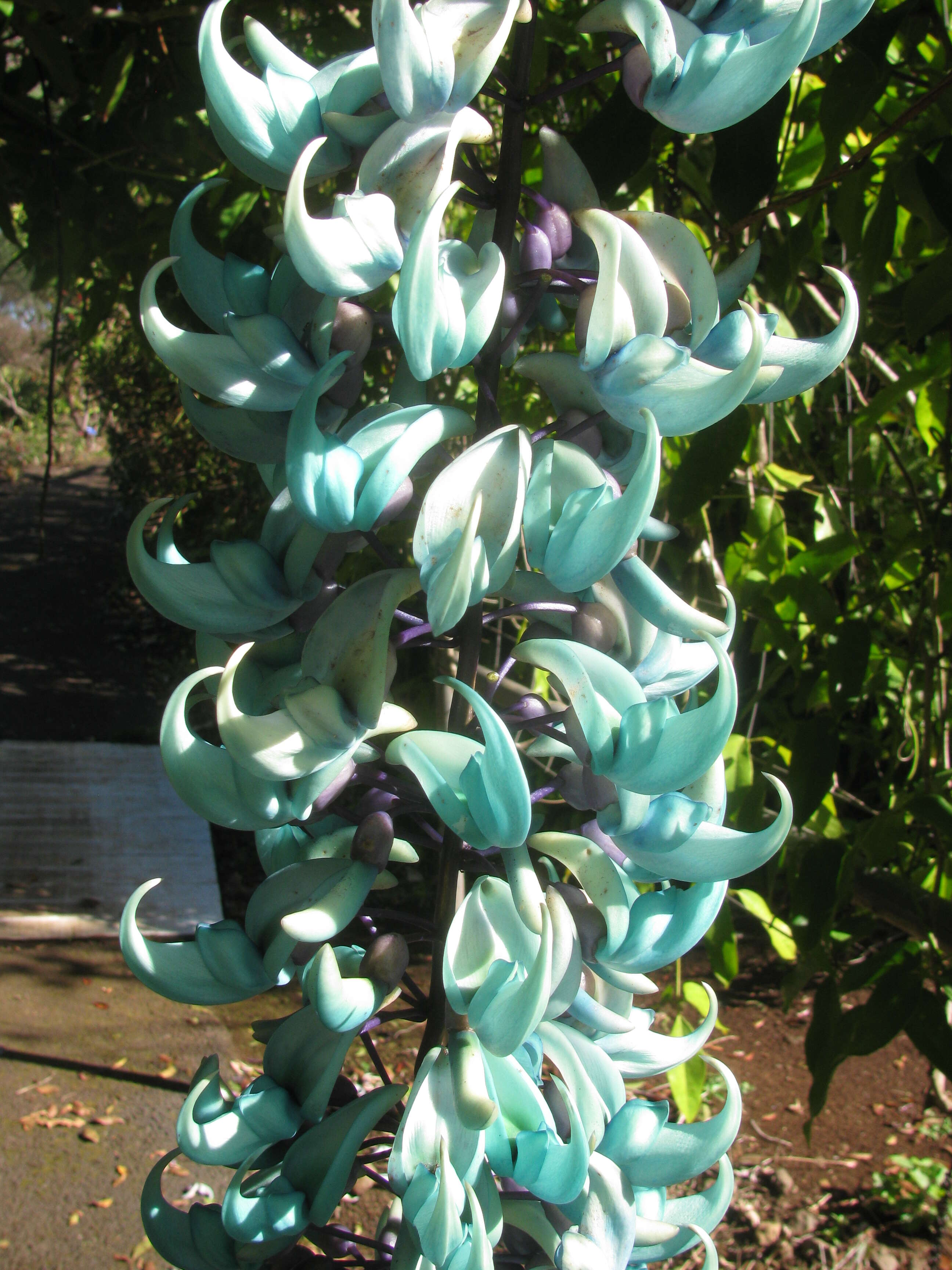 Image of Jade Vine