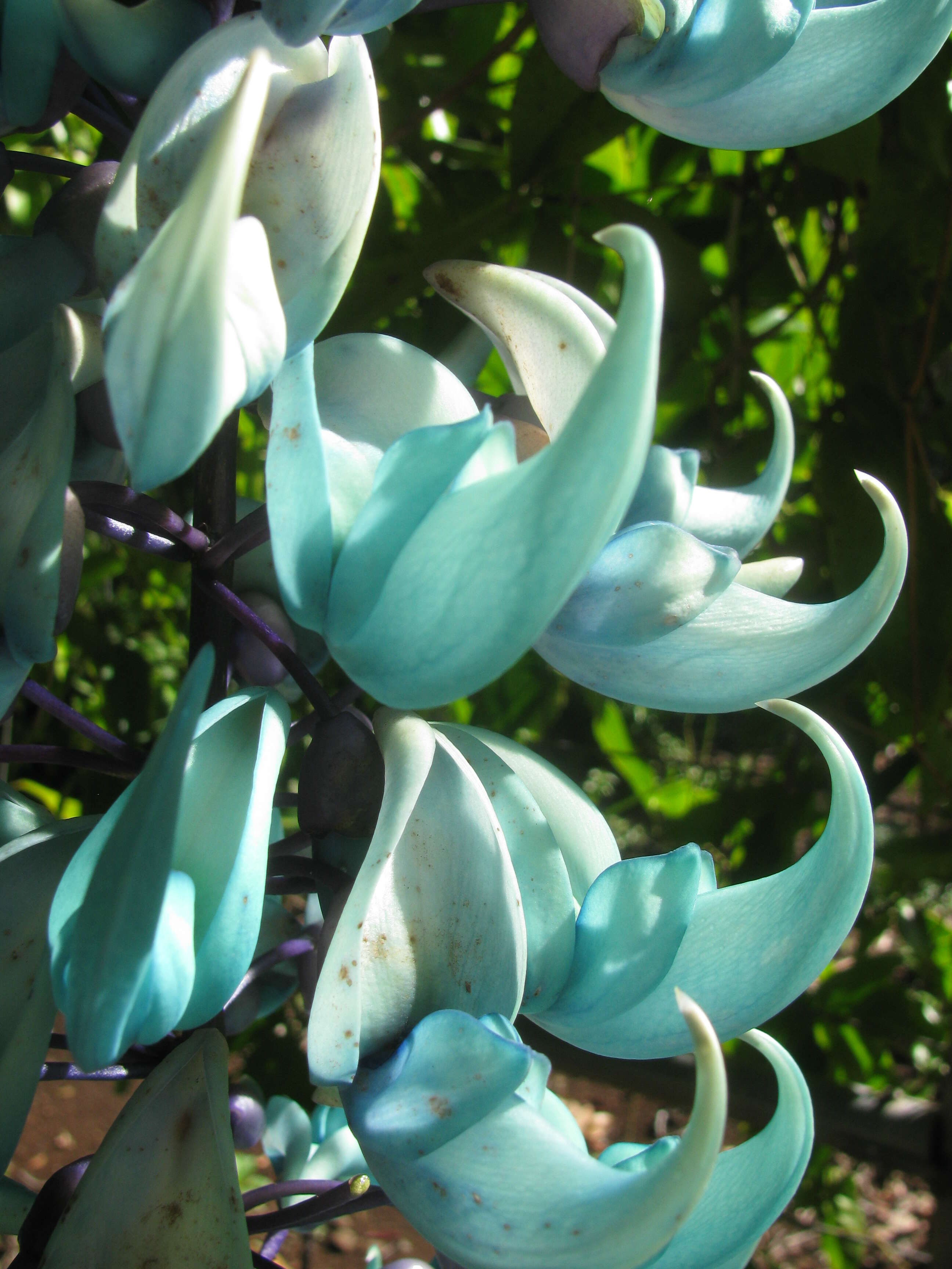 Image of Jade Vine