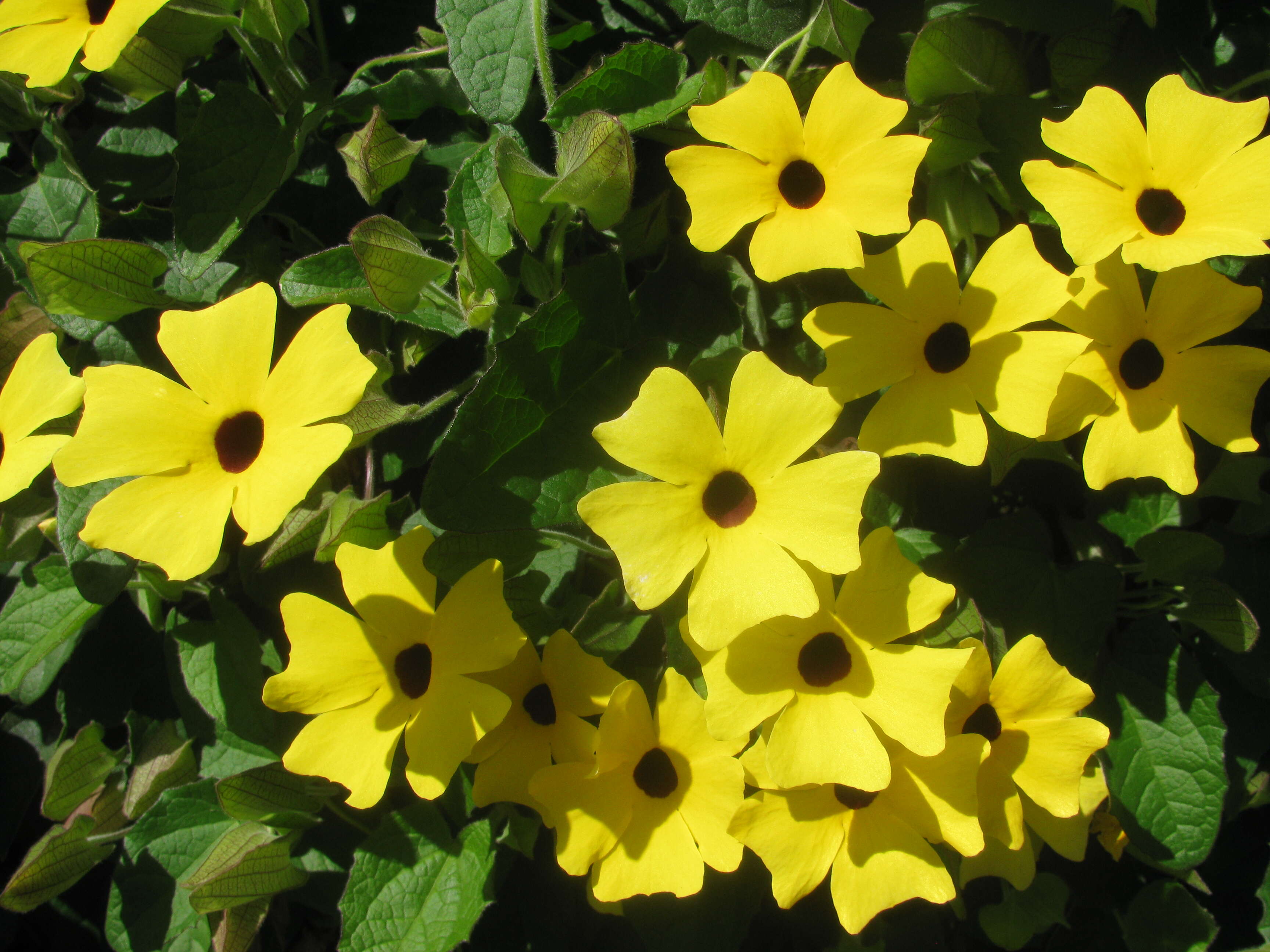 Image of blackeyed Susan vine