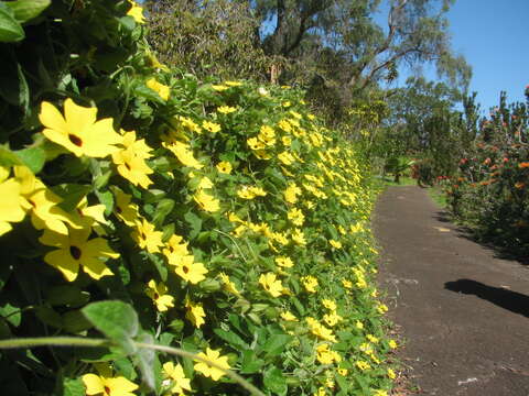 Image of blackeyed Susan vine