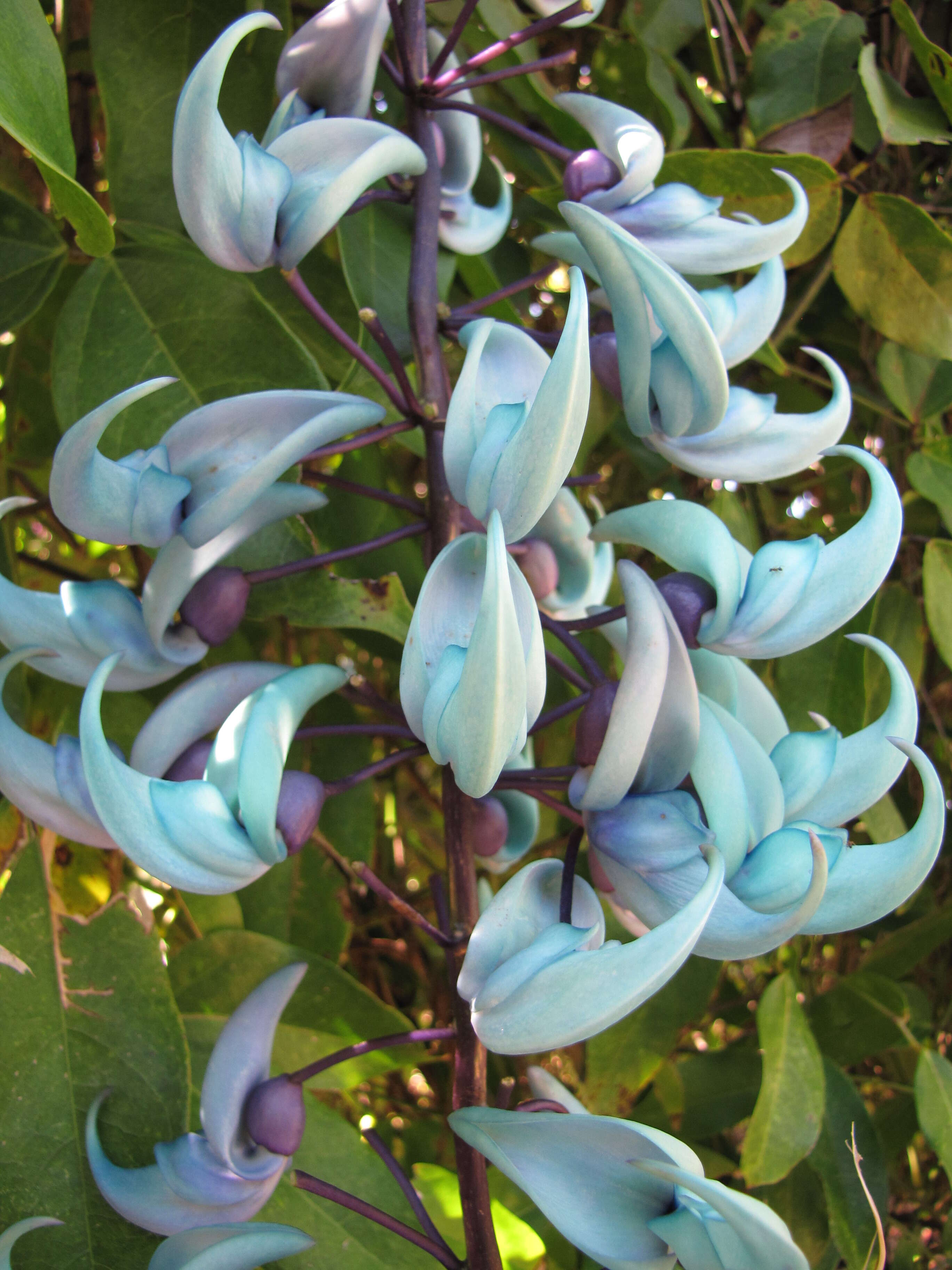 Image of Jade Vine