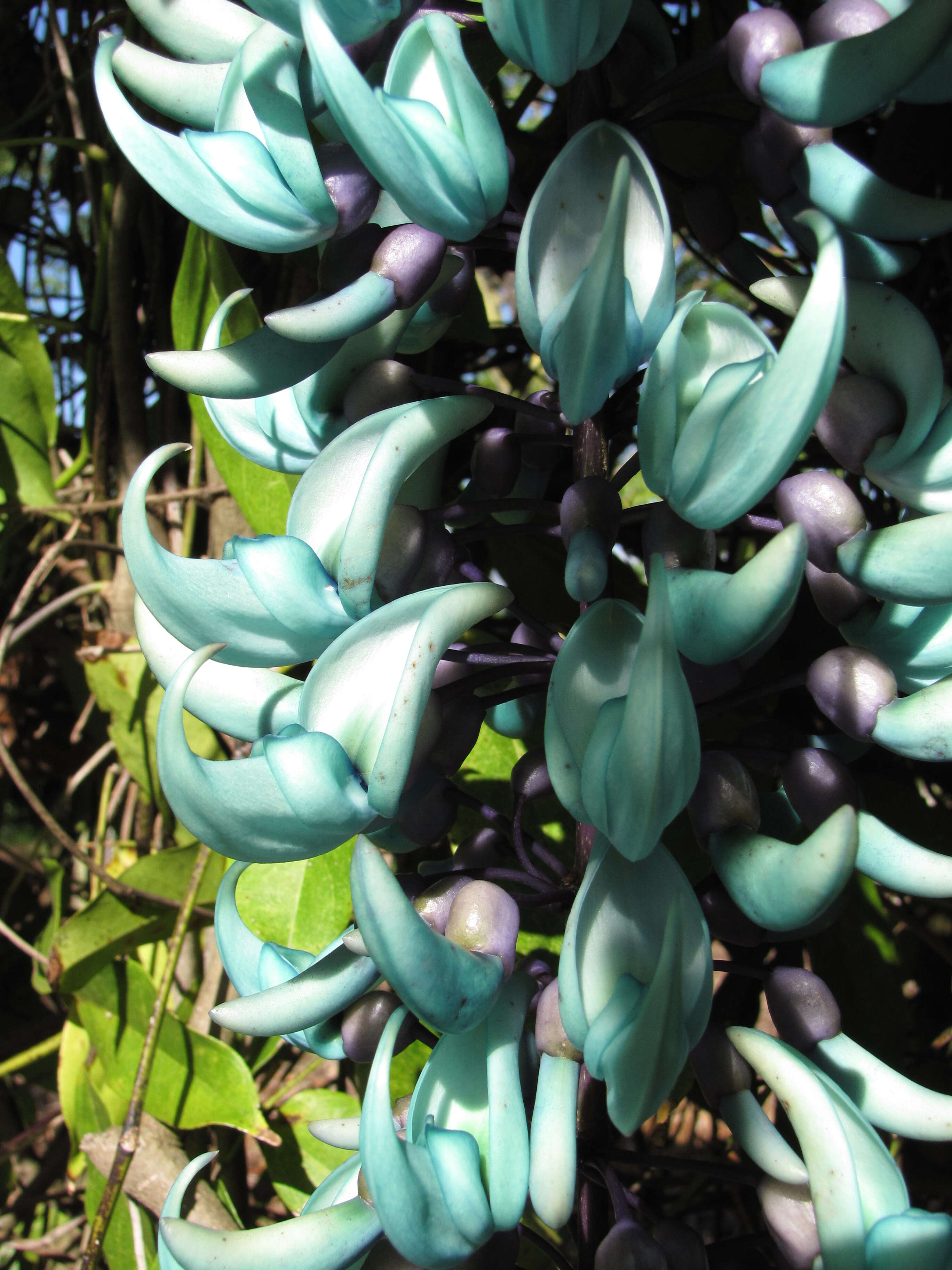 Image of Jade Vine