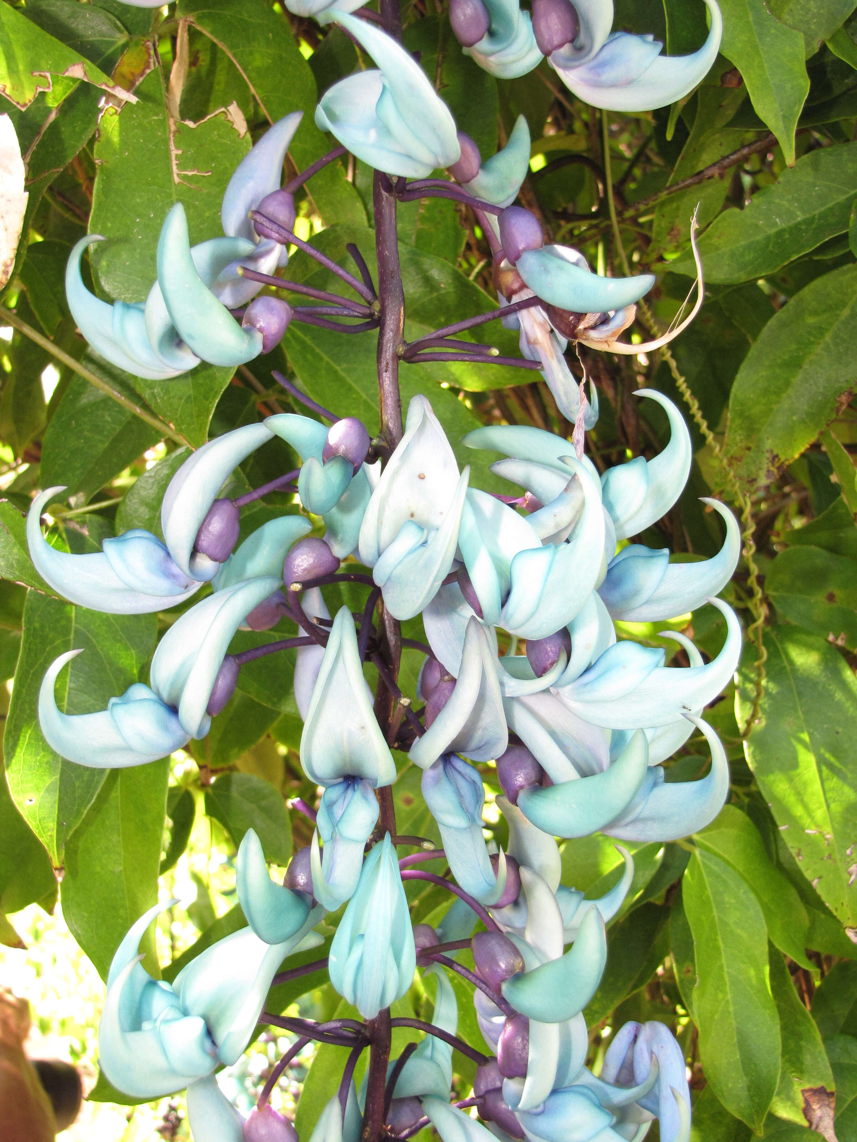 Image of Jade Vine