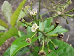 Image of Catchbirdtrees