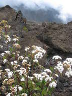 صورة Ageratina adenophora (Spreng.) R. King & H. Rob.