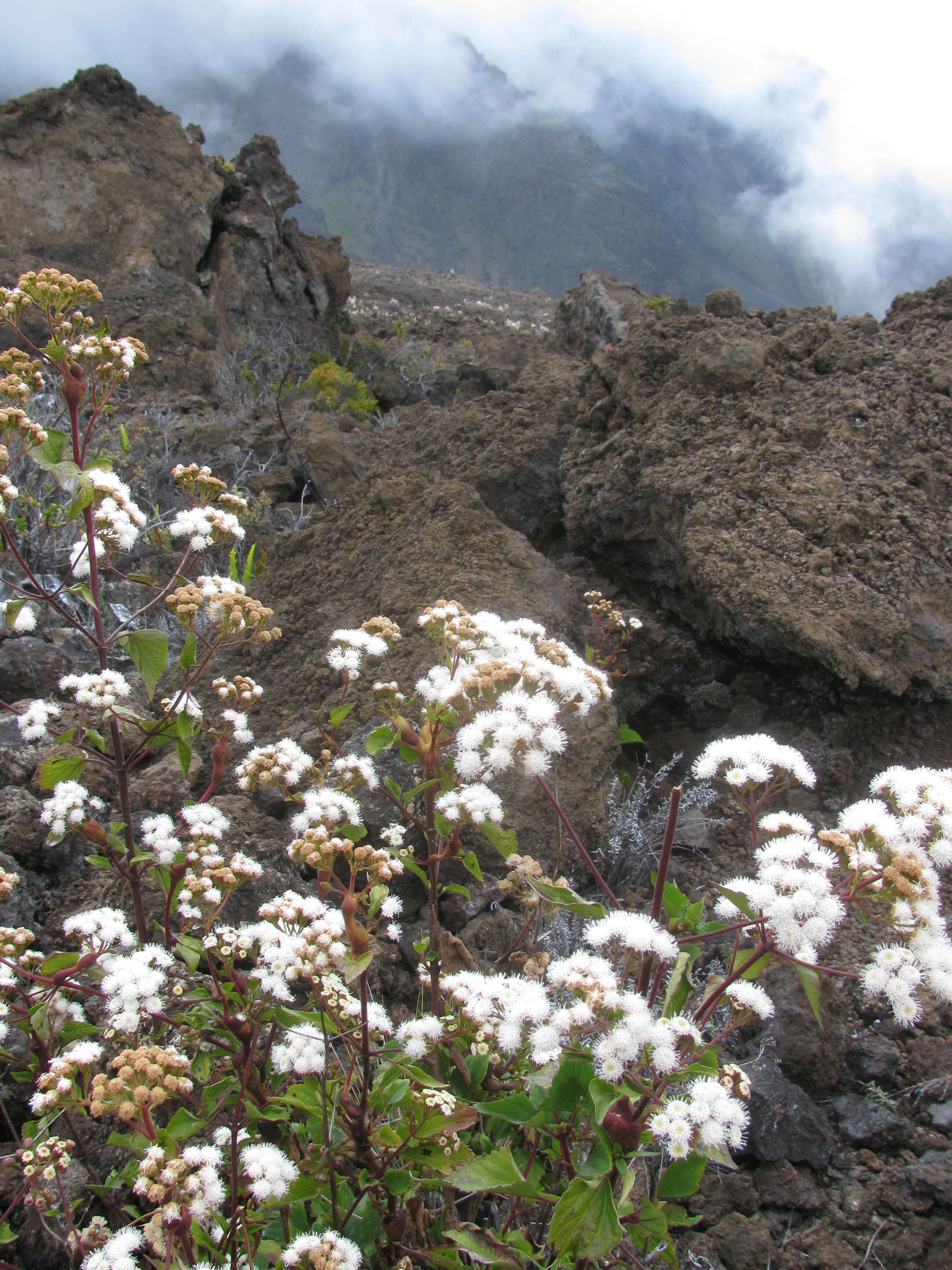 صورة Ageratina adenophora (Spreng.) R. King & H. Rob.