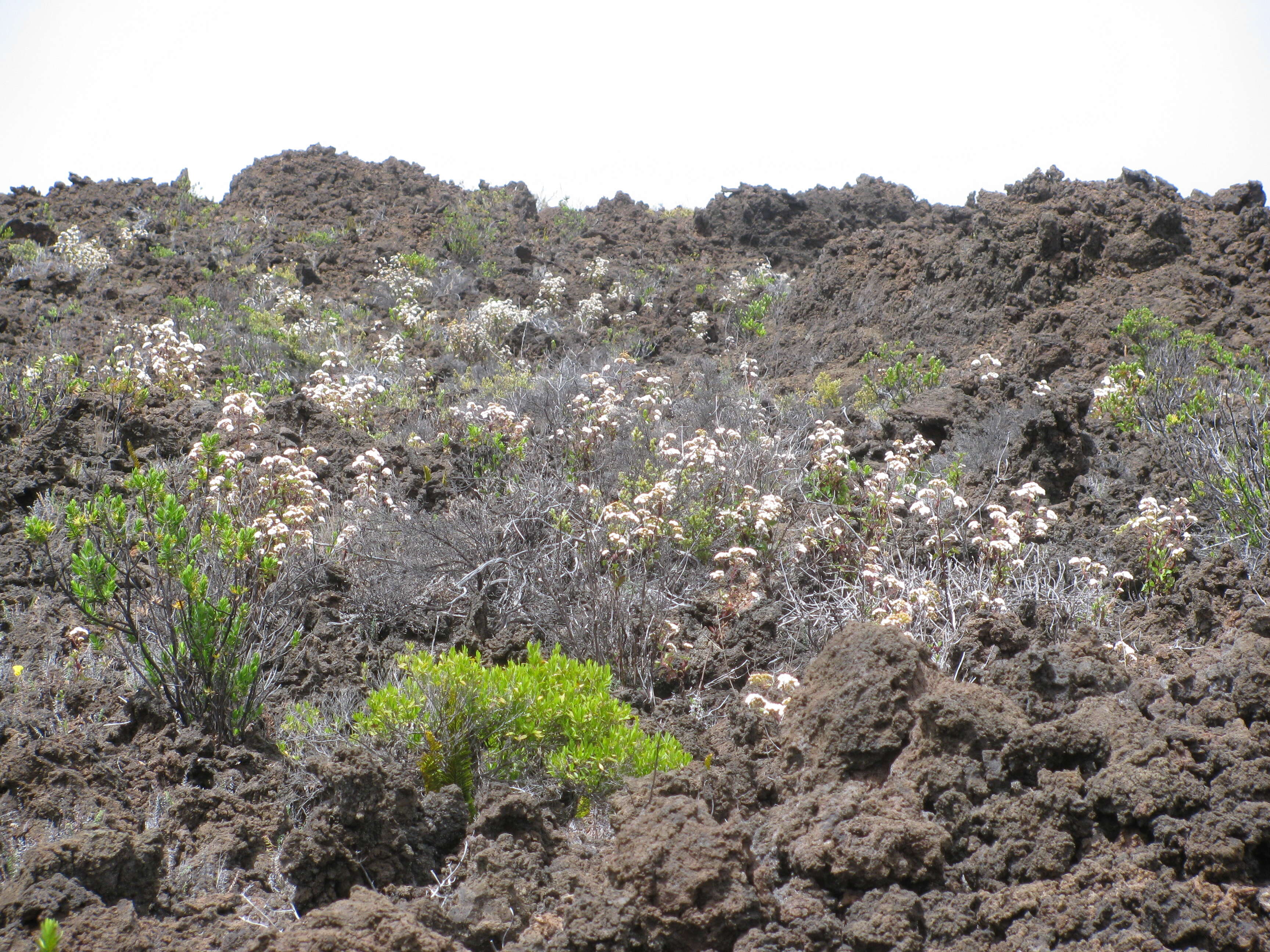 Image of sticky snakeroot