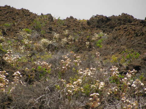 Image of sticky snakeroot