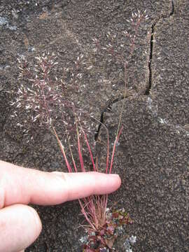 Image of silver hairgrass