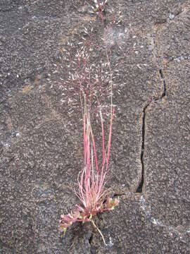Image of silver hairgrass