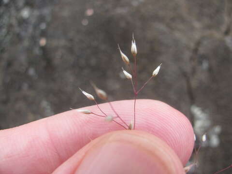 Image of silver hairgrass