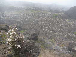 صورة Ageratina adenophora (Spreng.) R. King & H. Rob.