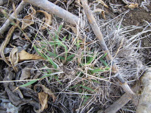 Image of pitted beardgrass