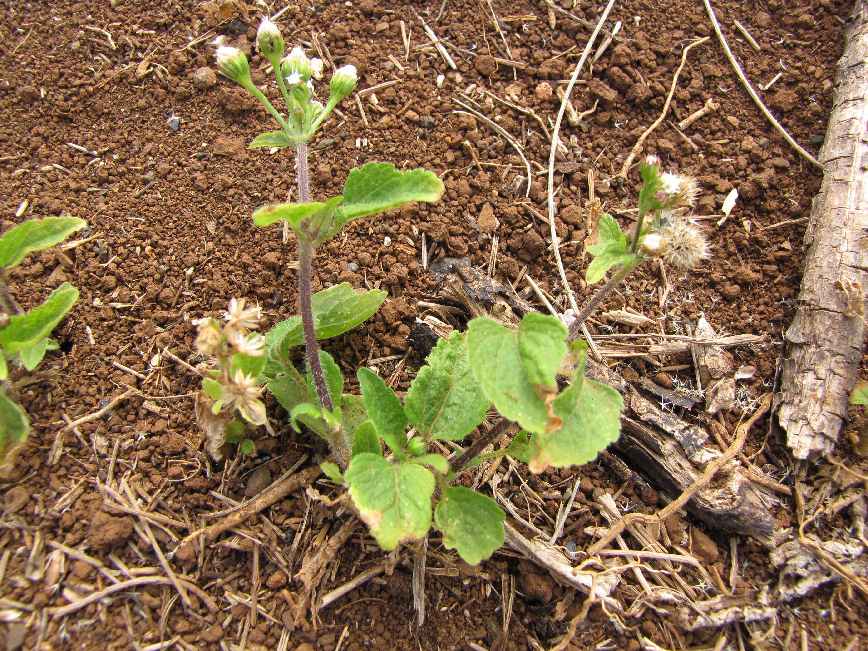 Image of tropical whiteweed