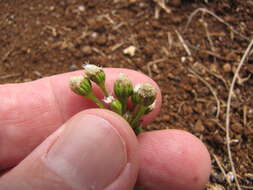 Image of tropical whiteweed