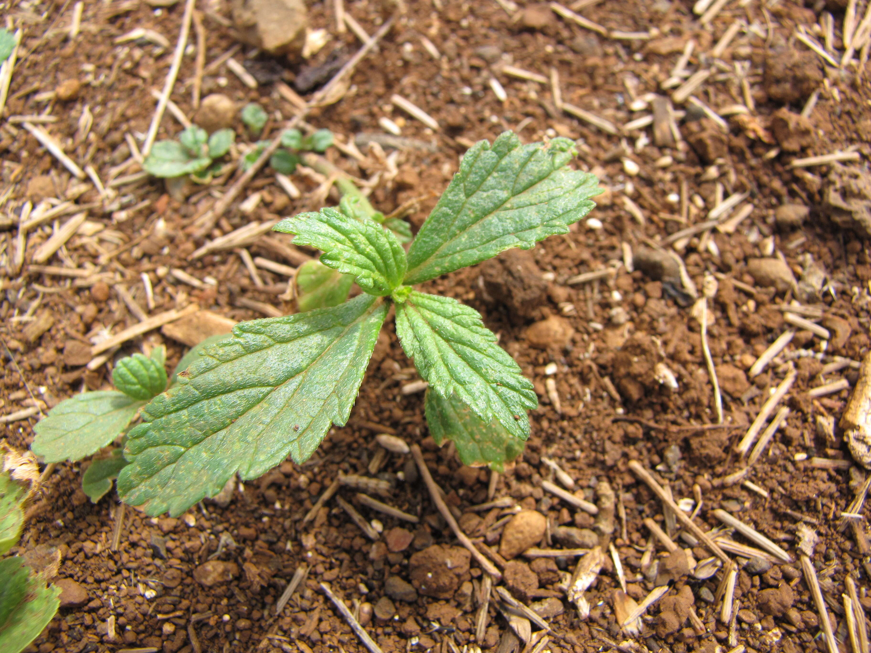 Image of seashore vervain