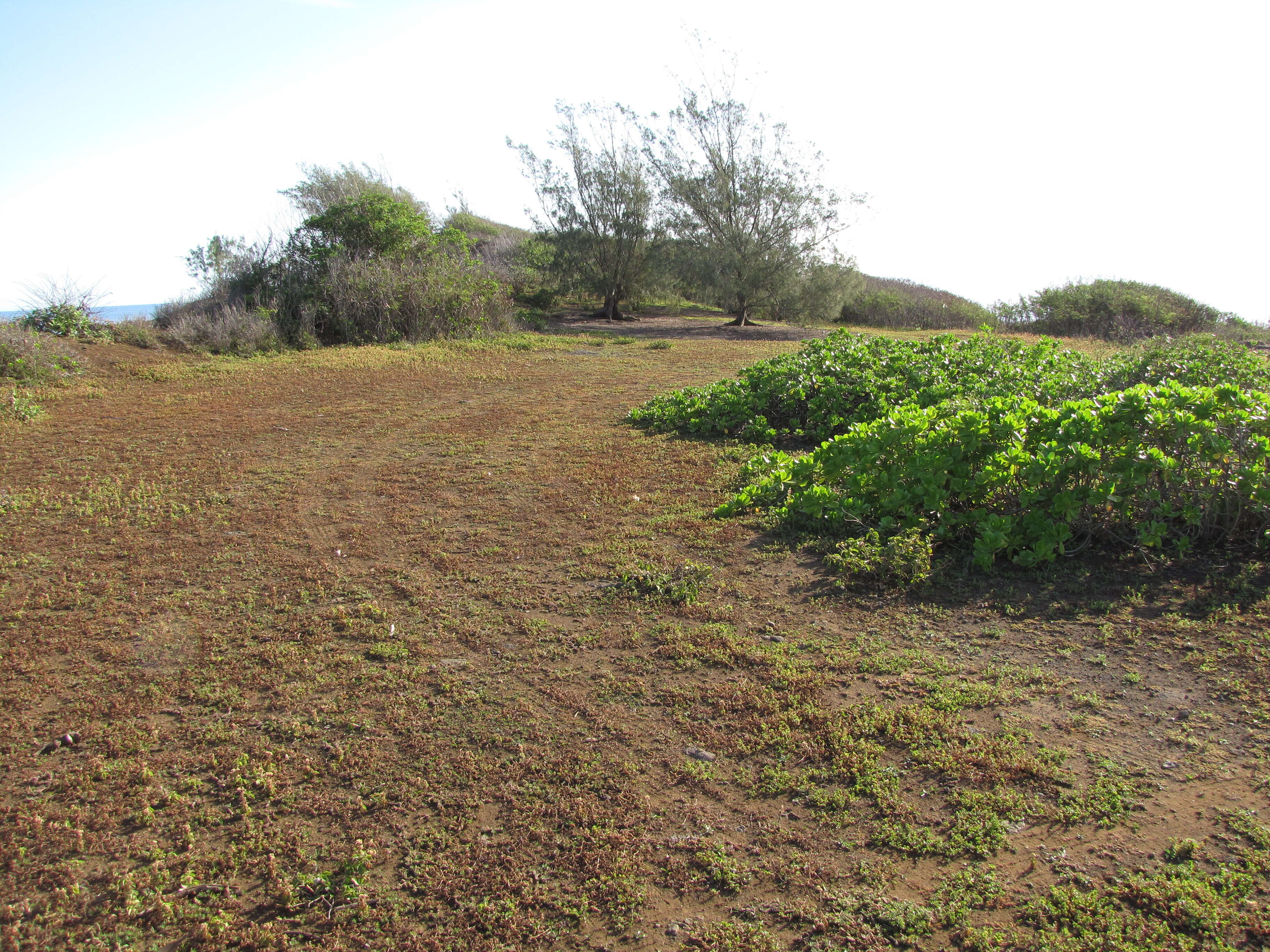 Image of tropical whiteweed