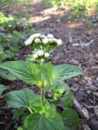 Imagem de Ageratum conyzoides L.