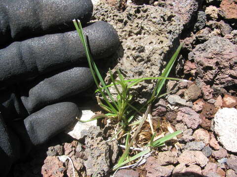 Image of Smooth Meadow-grass