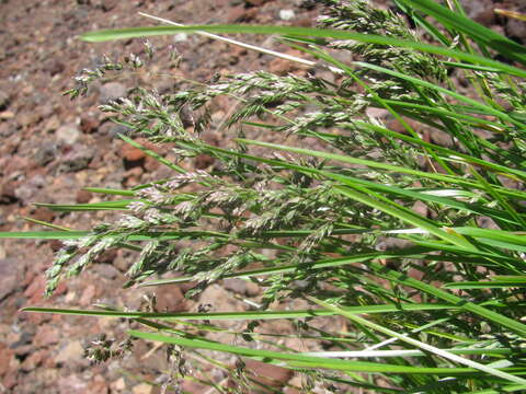 Image of Smooth Meadow-grass