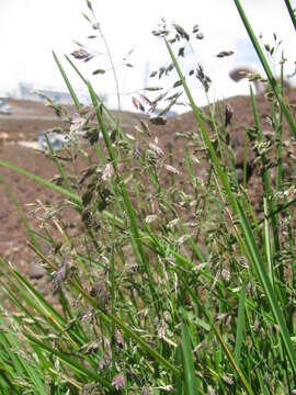 Image of Smooth Meadow-grass