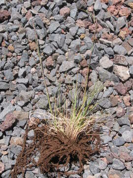 Image of red fescue