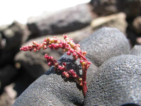 Image of Sheep's Sorrel