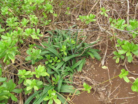 Image of striped Barbados lily