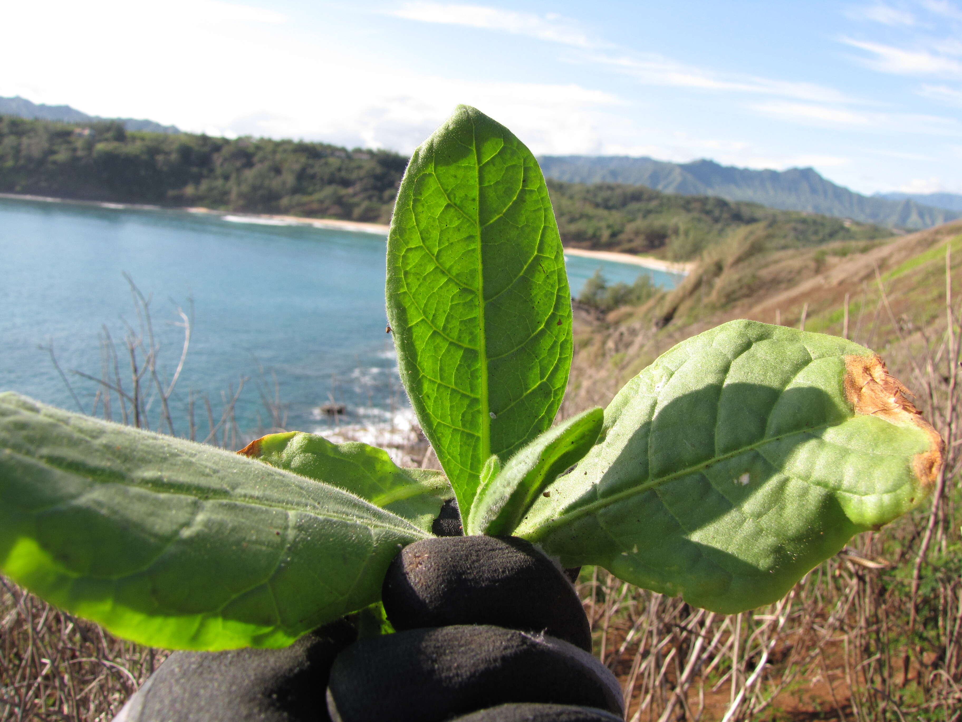 Image of cultivated tobacco