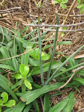 Image of striped Barbados lily