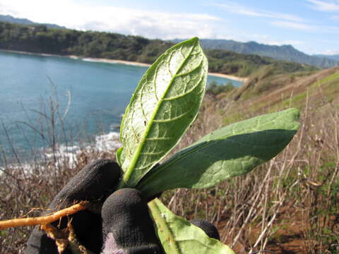 Image of cultivated tobacco