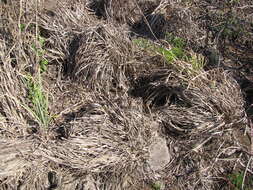 Image of Javanese flatsedge