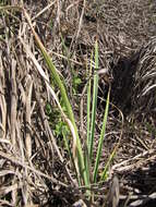 Image of Javanese flatsedge