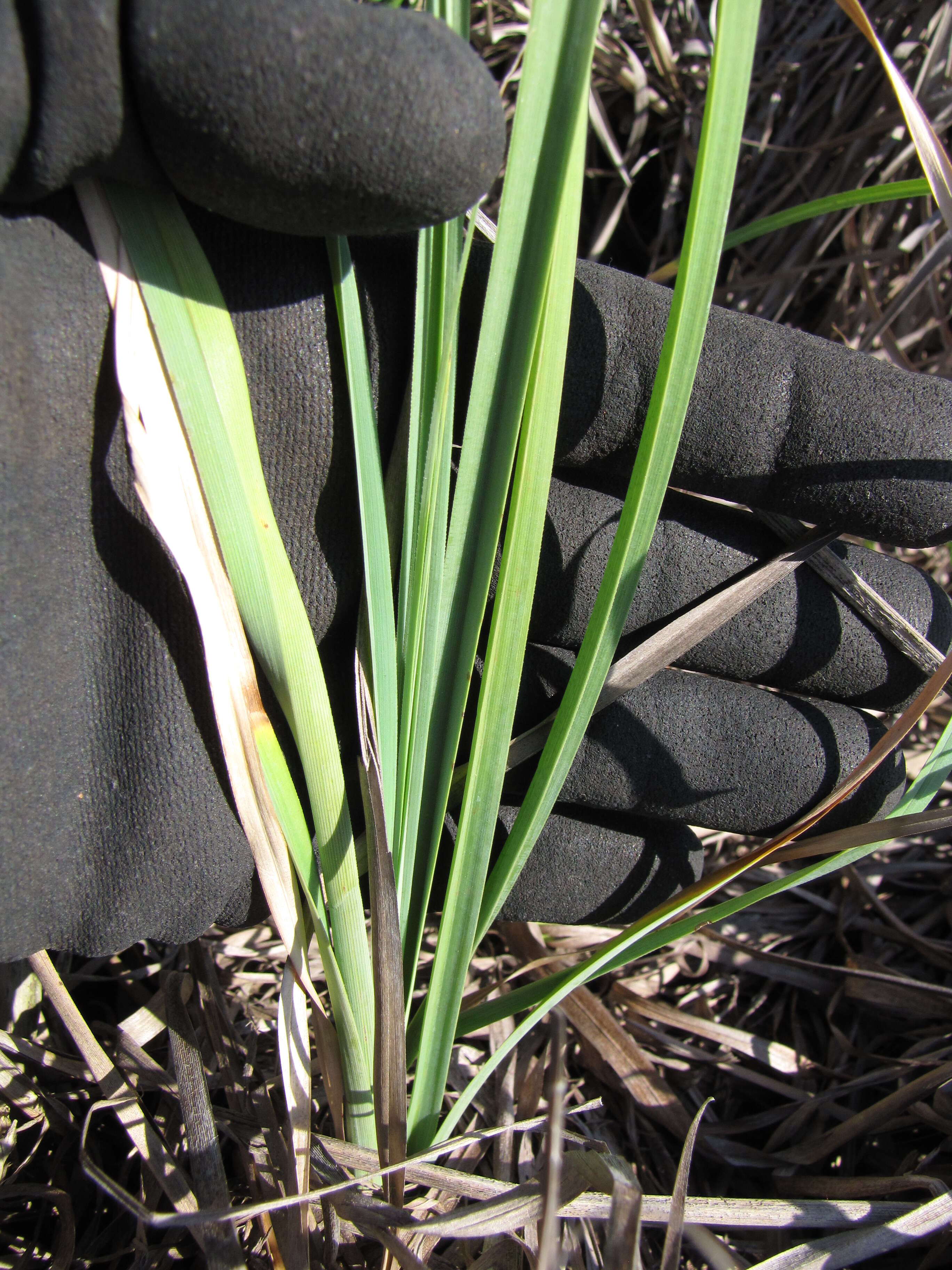 Image of Javanese flatsedge