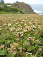 Imagem de Ageratum conyzoides L.