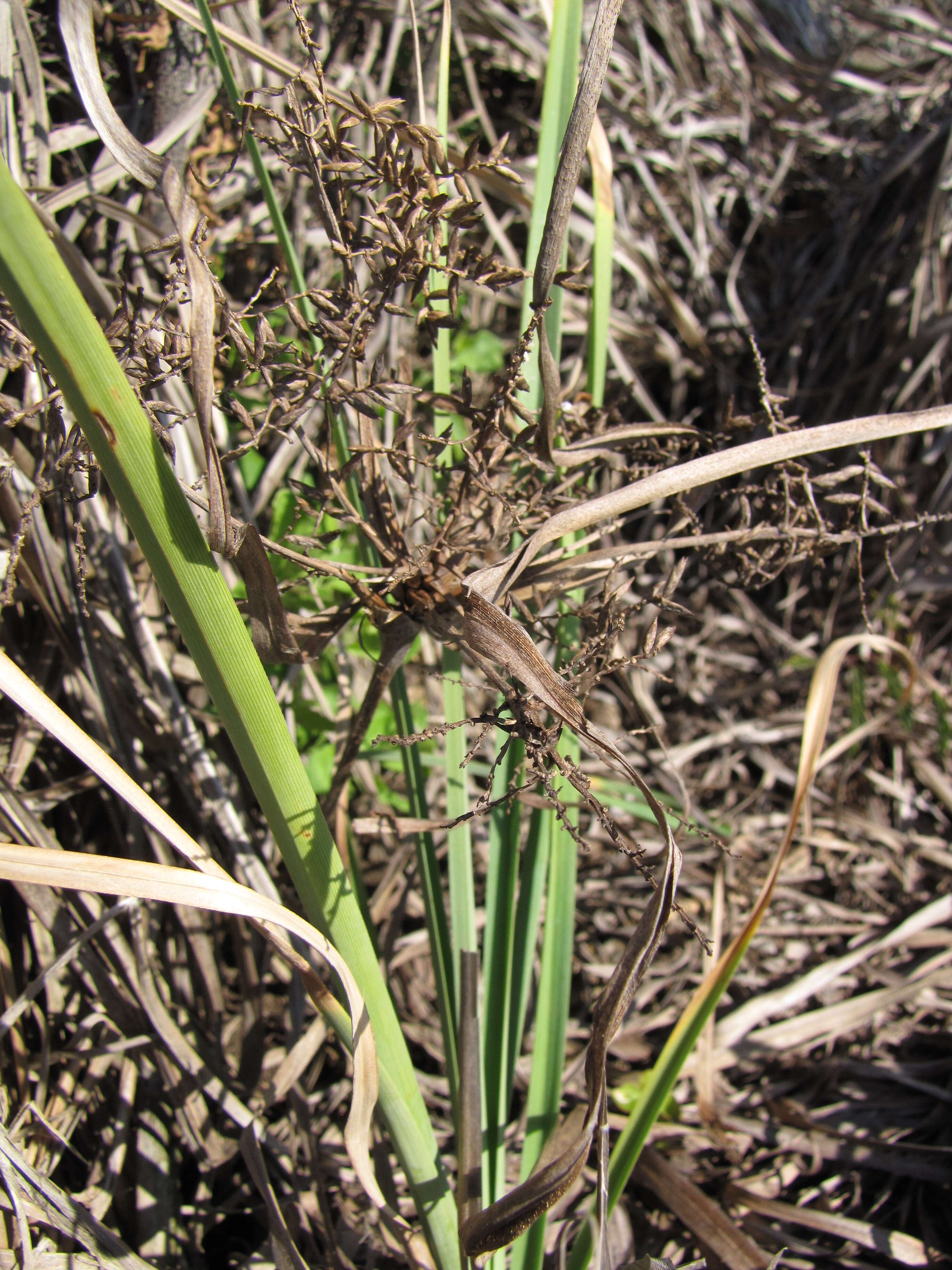 Image of Javanese flatsedge