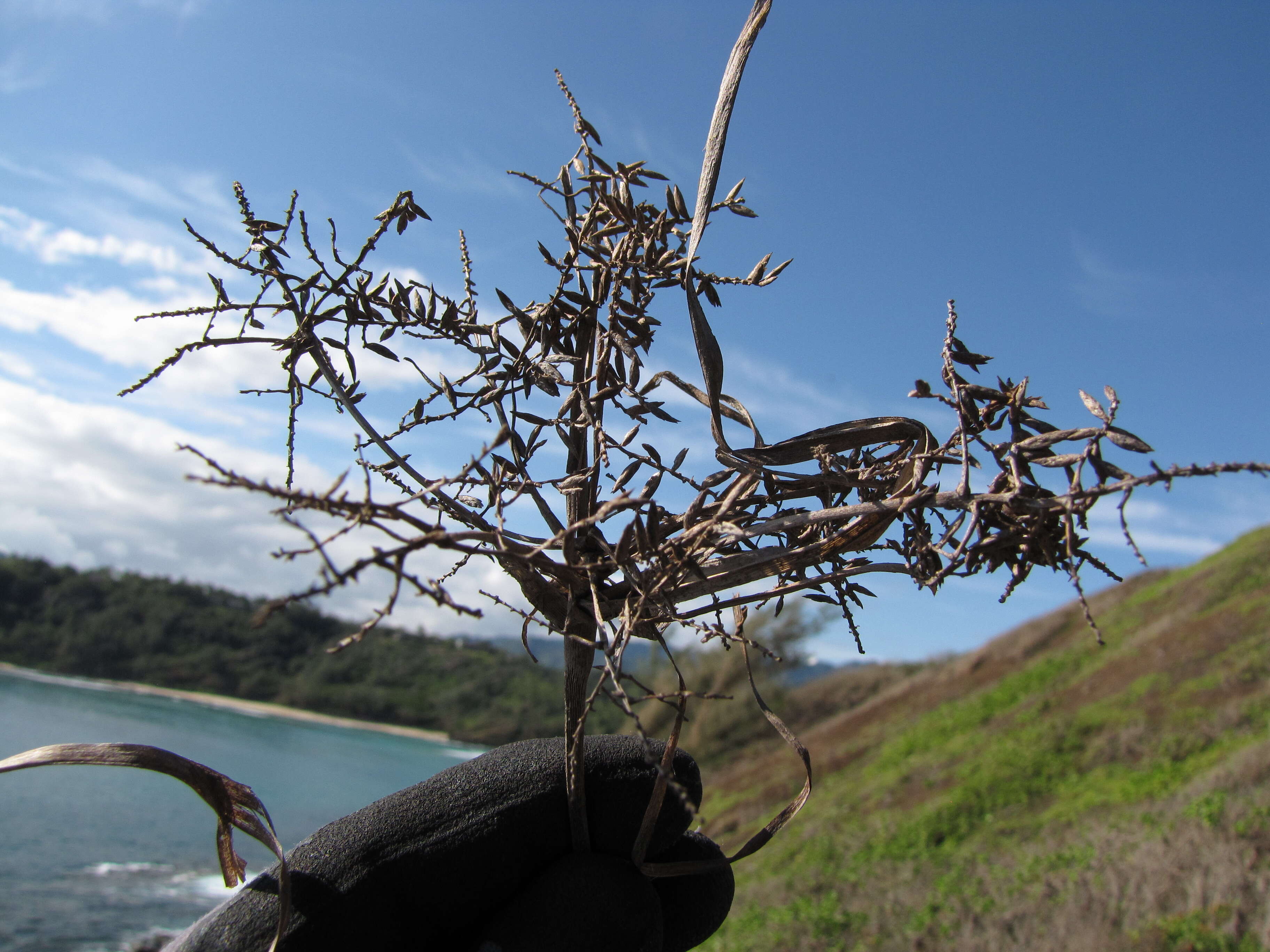 Image of Javanese flatsedge