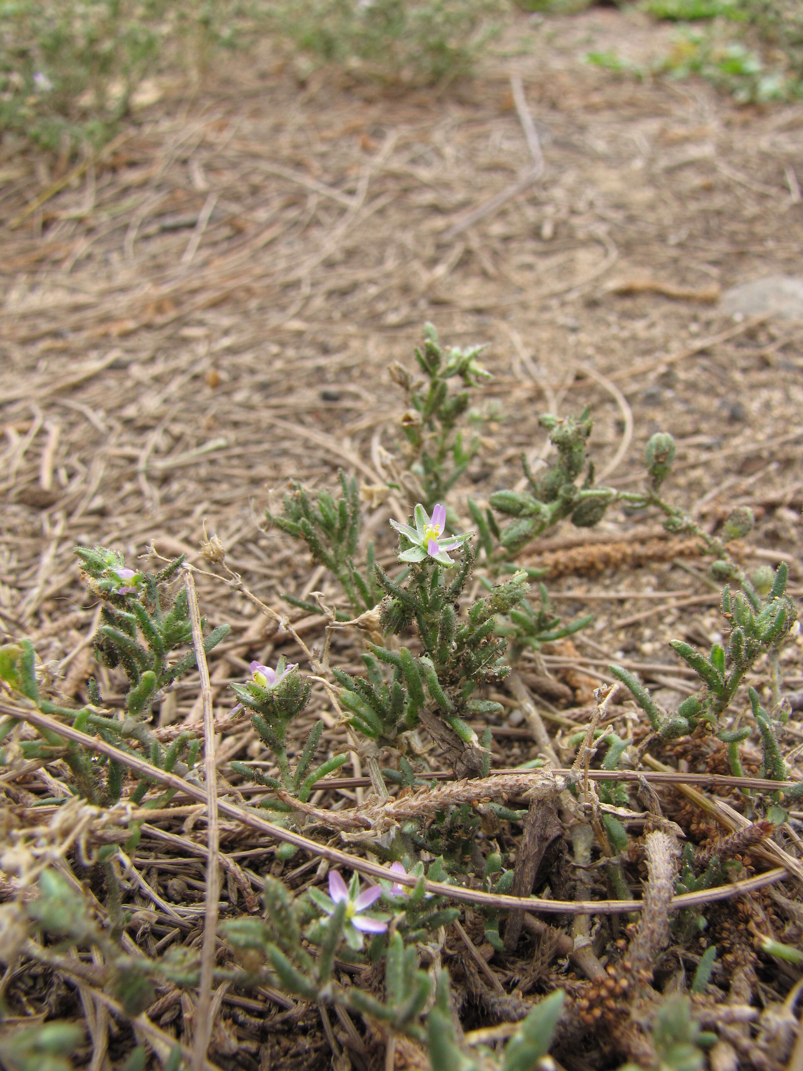 Image of Lesser Sea-spurrey