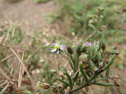 Image de Spergulaire marine